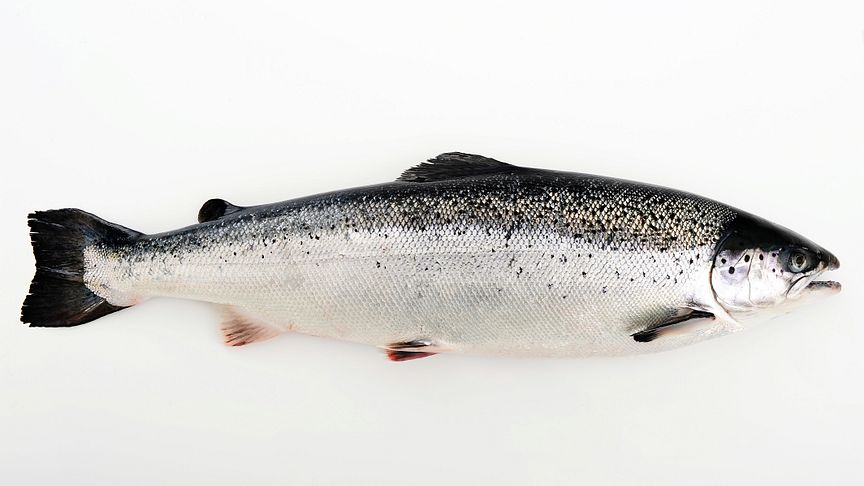 Sustainable Norwegian salmon