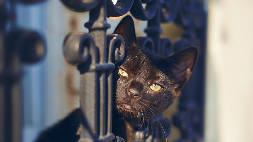 Schwarzen Katzen darf man wohl auch am Freitag, den 13. über den Weg trauen.