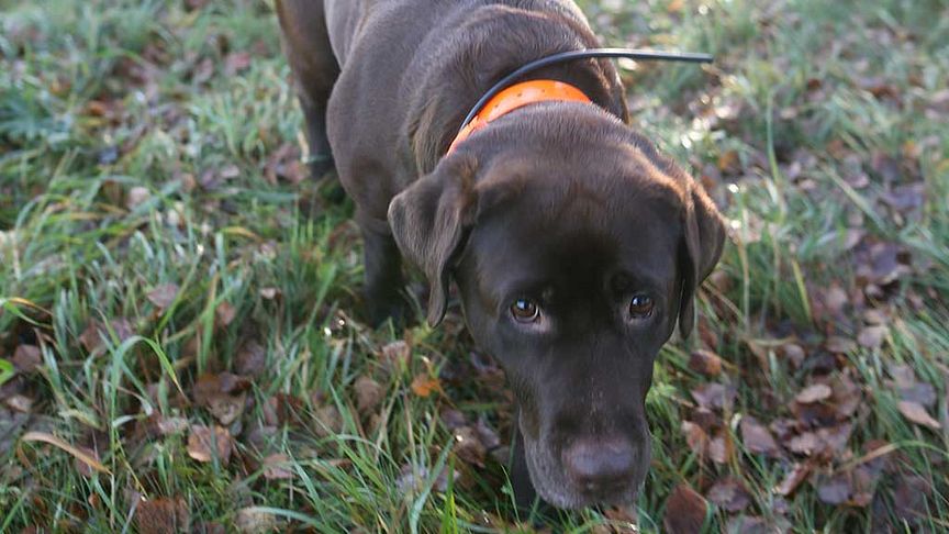 Årets bragdhund Hilda som både spårar skadat vilt och bortsprungna hundar