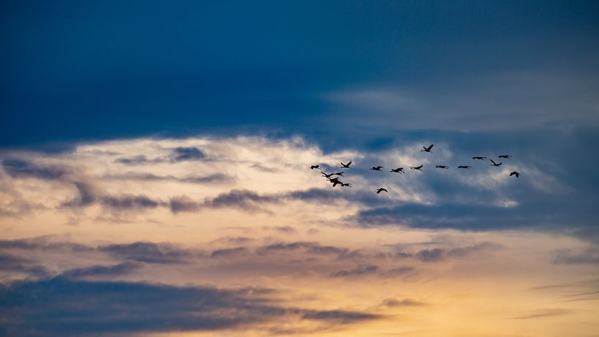 Die "Vögel des Glücks", die Kraniche, sind wieder unterwegs in Brandenburg. Foto: TMB-Fotoarchiv/Steffen Lehmann. 