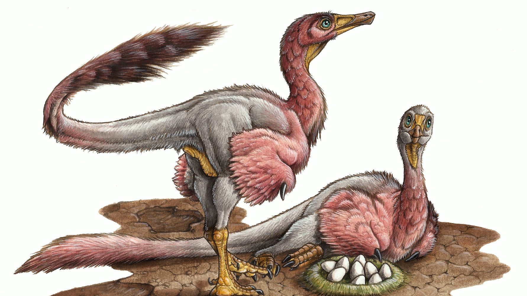 Расцвет млекопитающих появление птиц. Археоптерикс Эволюция птиц. Эволюция динозавров в птиц. Динозавры эволюционировали в птиц. Птицы потомки динозавров.