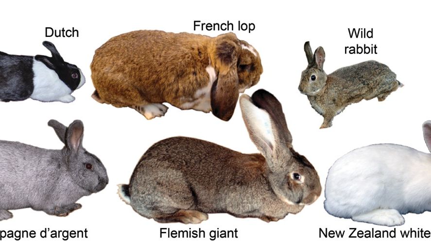 Изменение окраски шерсти кролика. Разные породы кроликов. Группы пород кроликов. Породы кроликов с фотографиями. Породы кроликов по размеру.