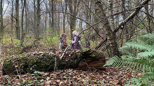 Børn leger i skoven ved Bistruphus