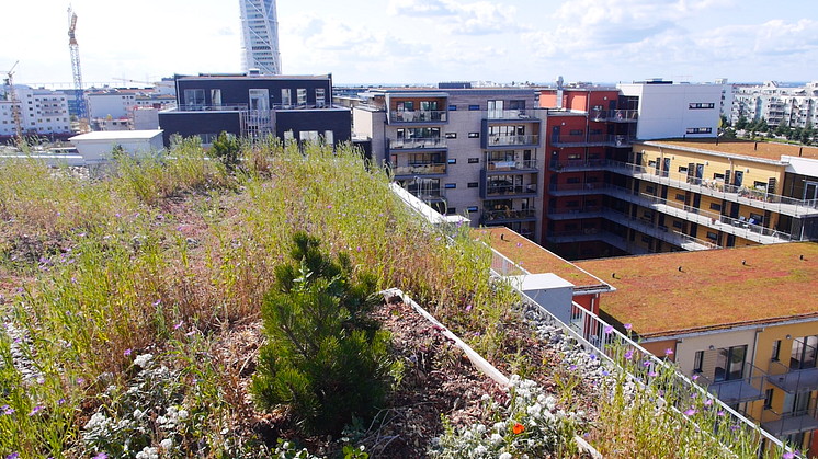 Foto: SGRI, Scandinavian Green Roof Institute