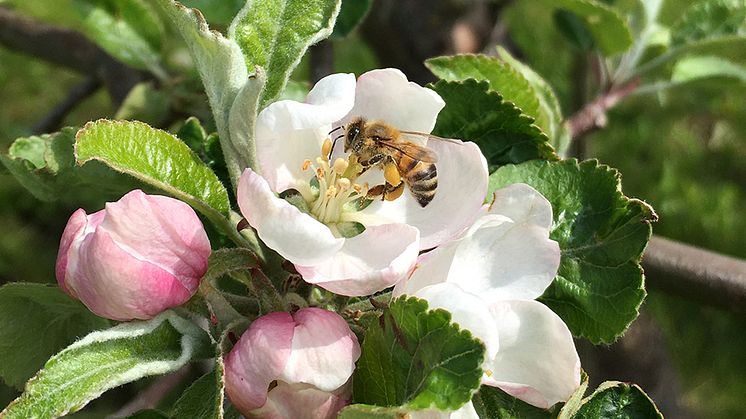 Honungsbi som samlar pollen och nektar från en äppelblomma i en skånsk äppelodling i maj. Foto: Maj Rundlöf, Lunds universitet