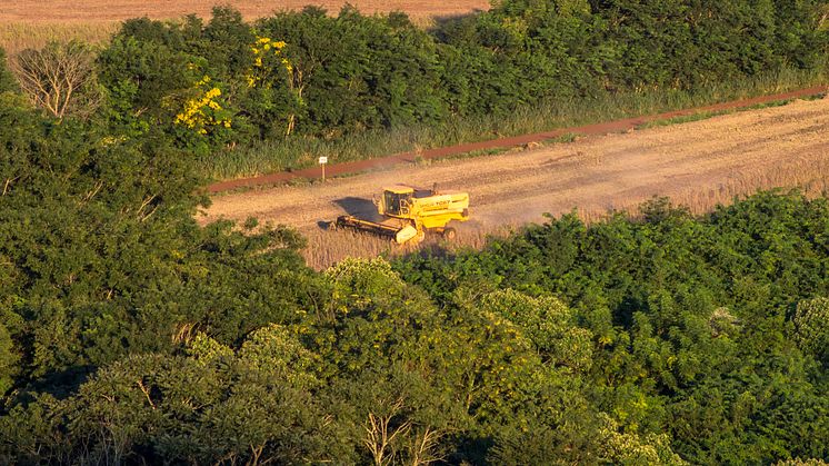 Det er især soja, som her i Brasiliens regnskov, der leder til den høje udeledning, da de tropiske skove ryddes for at gøre plads til sojaen. Foto: Shutterstock