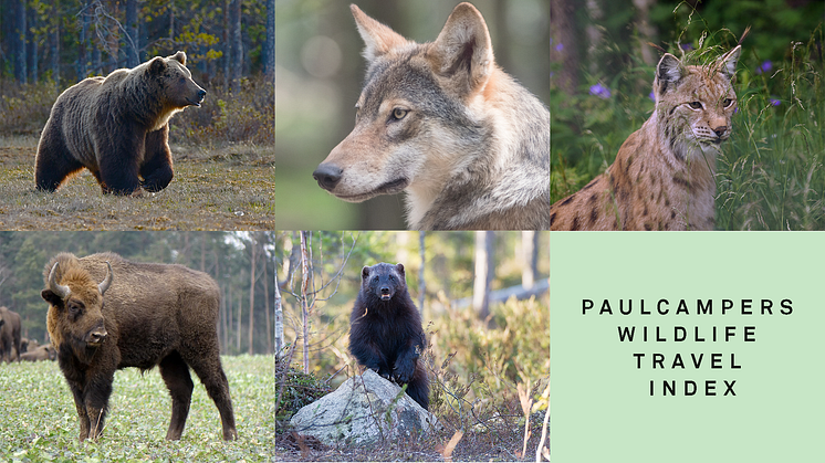 Braunbär, Grauwolf und Co. – Der Wildlife Travel Index von PaulCamper gibt Tipps für Wildtierbeobachtungen