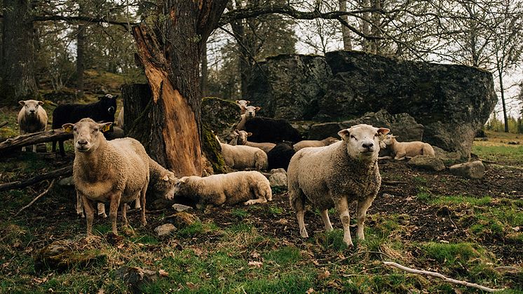Med det nya klassificeringssystemet för svensk ull görs en första sortering av ullen redan på gården vid klippningstillfället vilket öppnar upp för ett bättre råvarupris och mindre spill.