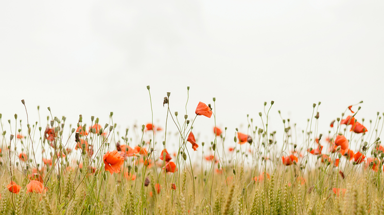 The artificial poppy has become a fragile but enduring symbol of remembrance. Field of Poppies. Image by Henry Be (@henry_be) via Unsplash.