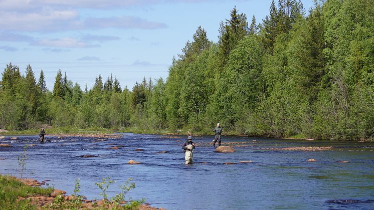 Efterfrågan för fisketurism med boende i norra Sverige är stort. Foto: Paula Perriens