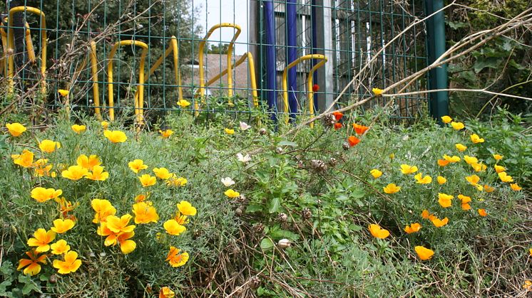 Royston station gardening