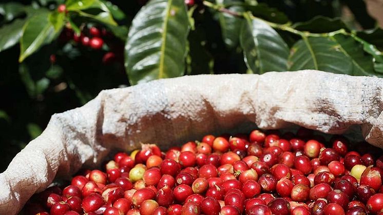 En rapport der sammenligner de 11 største kaffeproducenters indsats inden for bæredygtighed fremhæver Nestlés strategi og resultater inden for en række bæredygtighedsparametre 