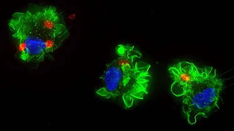 Bilden visar en immuncell som har infekterats av Toxoplasmaparasiter (rödfärgade). Cellens yta är färgad i grönt och cellens kärna i blått. Bild: Antonio Barragan