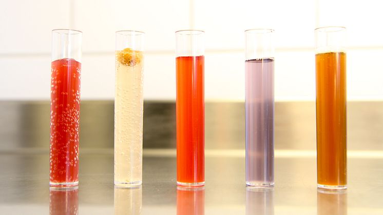 Under fem månader har studenterna förädlat sina jästa drycker, från vänster: blåbärskvass, sima, hallonkombucha, surdegskombucha och öl.