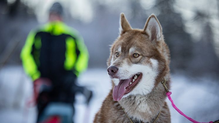 Årets bragdhund 2022 siberian husky-hanen Wild Tribe's Cáppis. Foto: Michael Engman.