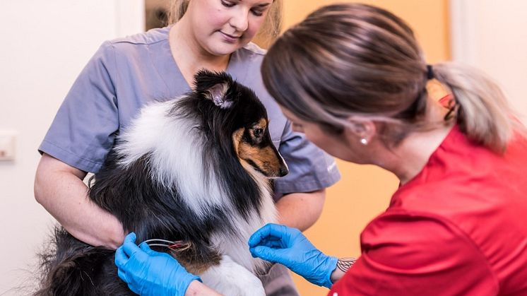 Distriktsveterinärerna i Skellefteå öppnar åter sin beredskap för akut sjuka smådjur