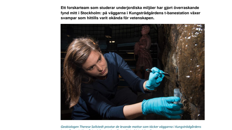 Helt nya svamparter upptäckta – i Stockholms t-bana