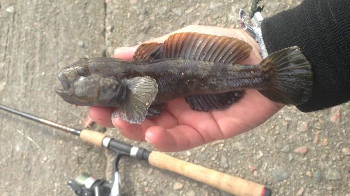 Invasiv fiskart ökar snabbt i Sverige: "Nya fynd i Göteborg och vid Öland"