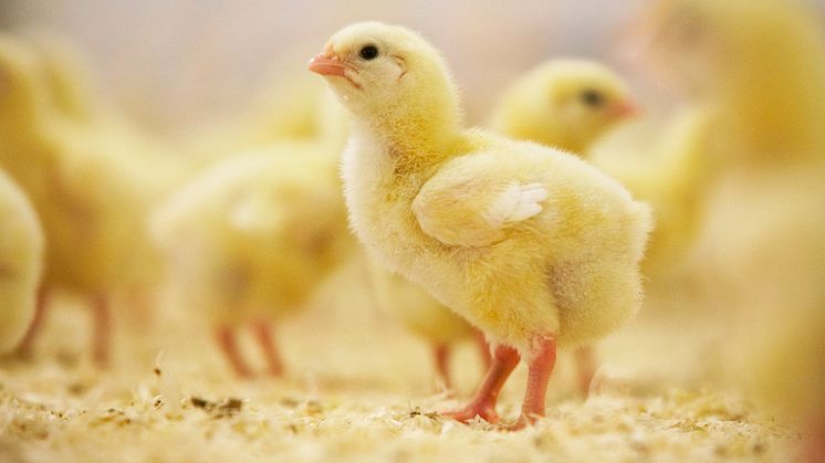 ​Minskad förekomst av campylobacter i kyckling