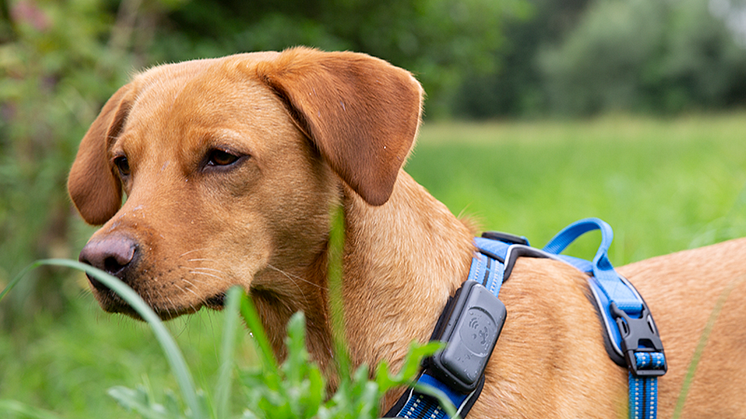 Praktisch und kompakt: Der Fressnapf GPS Tracker am Geschirr eines Hundes im Gelände - Foto: Fressnapf