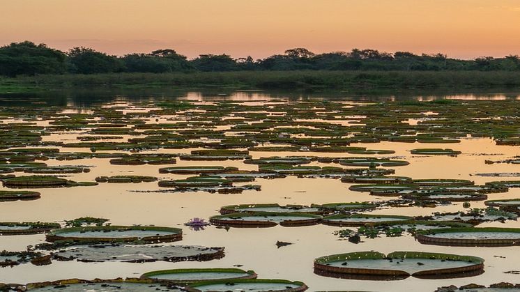  EXPERT COMMENT: Hydroelectric dams threaten Brazil's mysterious Pantanal - one of the world's great wetland