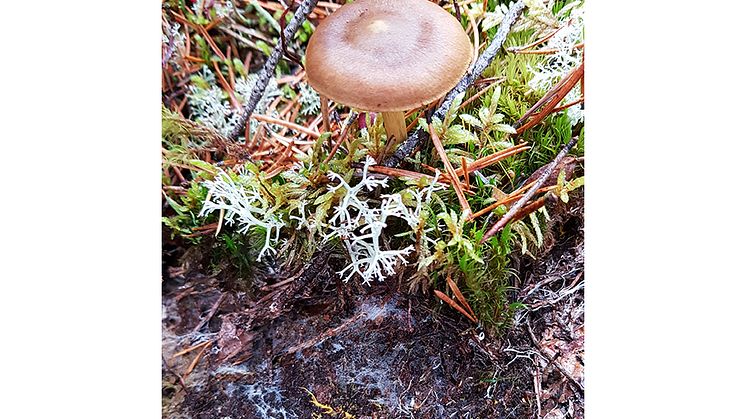 Under mosstäcket går det att se svamparnas mycel växa som tunna trådar i vitt och gult. Från mycelet bildas fruktkroppar som ibland kan ses ovan jord, i det här fallet en mykorrhizabildande Cortinarius (spindling). Foto: Karolina Jörgensen