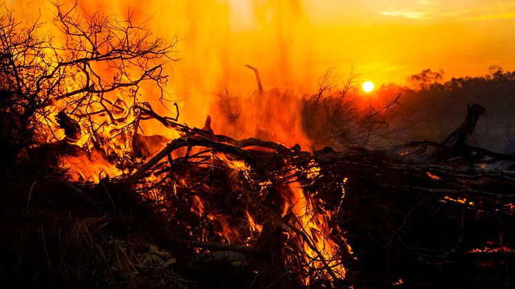 I Bolivia er der per 18. september brændt 4,1 millioner hektarer siden januar 2019. Brandene har særlig hærget i regionen Chiquitania i det østlige Bolivia. 