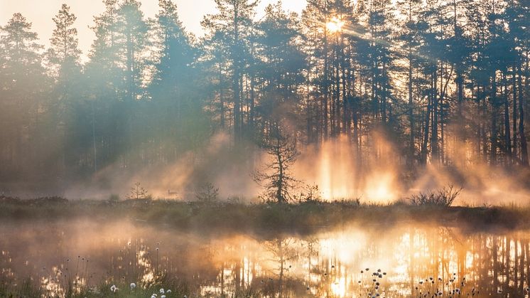Att återställa skogar och våtmarker kan ha sociala, miljömässiga och klimatmässiga fördelar. Foto: Lars Johansson/Mostphotos