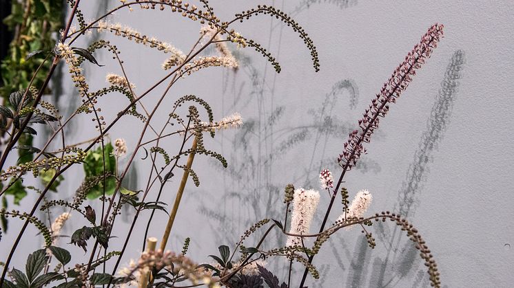 Actaea simplex, Sweden’s Perennial of the Year for 2018