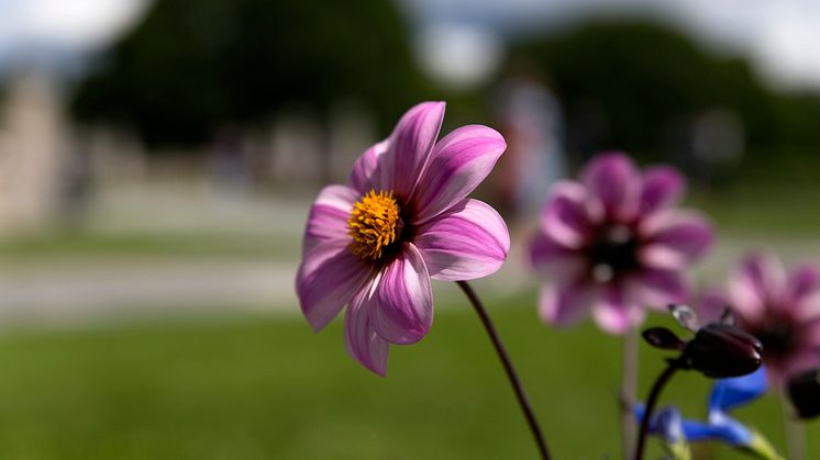 Lukt på blomstene i Vigelandsparken.
