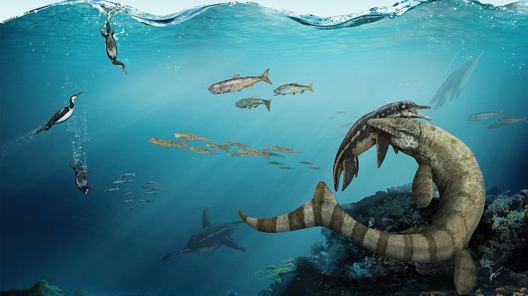 Mosasaurien Prognathodon, även kallad Dollosaurus och kunde bli åtta meter lång, biter en korthalsad plesosaurie i axeln i Kritahavet runt Kristianstad för 80 miljoner år sedan. Illustration Gabriel Urgento
