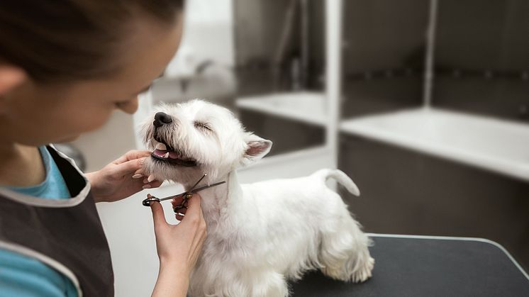 Im neuen Fressnapf Salon in Baar werden Hunde von Kopf bis Pfote verwöhnt