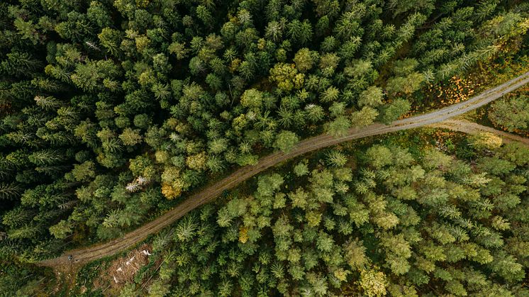 De svenska skogarna tar genom sin tillväxt upp ungefär 160 miljoner ton koldioxid varje år. Netto sker en inlagring av omkring 40 miljoner ton koldioxid, efter avverkningar och naturlig avgång. Foto: iStock