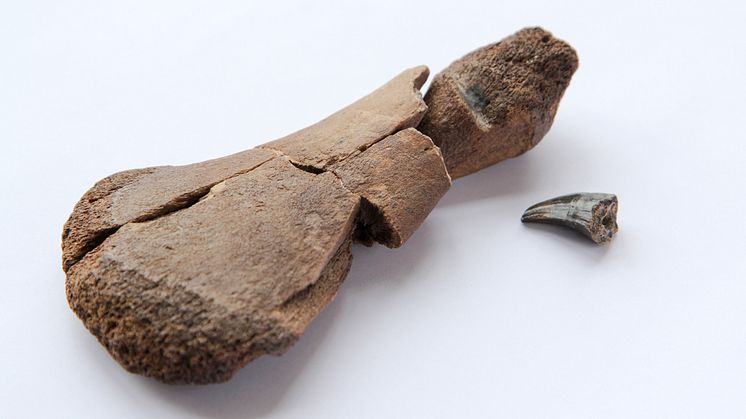 Överarmsben från plesiosaurie med bitbärke från mosasaurie