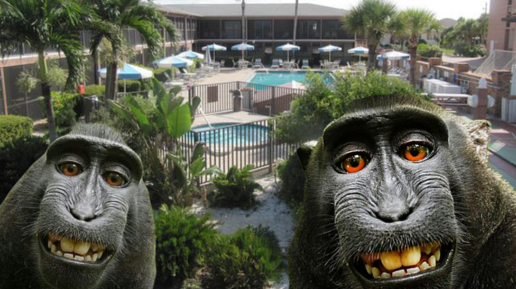 Sea Oats Beach Club in Florida. Monkeying around with timeshare contract?