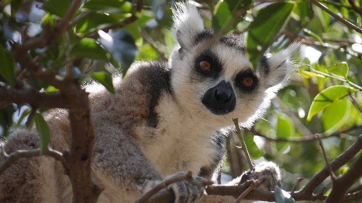 Ringsvanslemur - Madagaskar