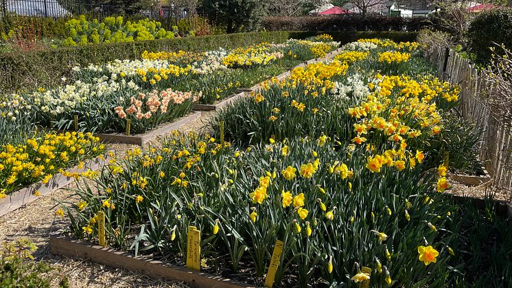 Narcissusfestivalen i Slottsträdgården