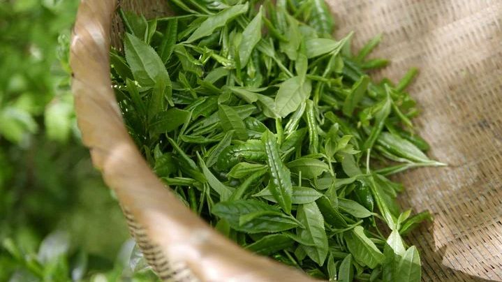 ArcAroma uppnår tekniskt genombrott inom världsmarknad för hälsodrycker – kallpressat grönt te