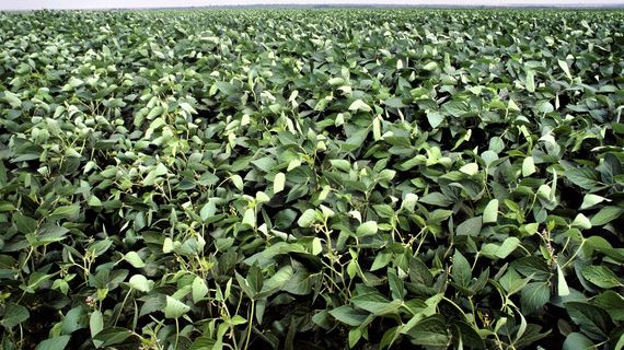 Sojadialogen redovisar inköp av mer än 250 000 ton ansvarsfullt odlad soja