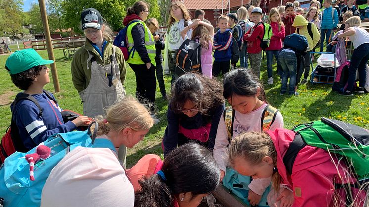 Under maj månad kommer 5500 andraklassare från skånska skolor till Skånes Djurpark för att lära sig om bondgården och matens kretslopp i Sparbanken Skånes skolprojekt "En dag med gårdens djur".