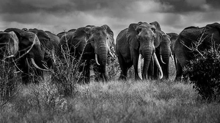 Stora elefanter med långa betar i Tsavo, Kenya