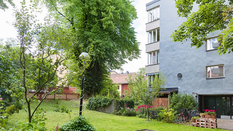 I kvarteret Riset på Södermalm växer ett av SKBs mest värdefulla träd. Foto: Karin Alfredsson