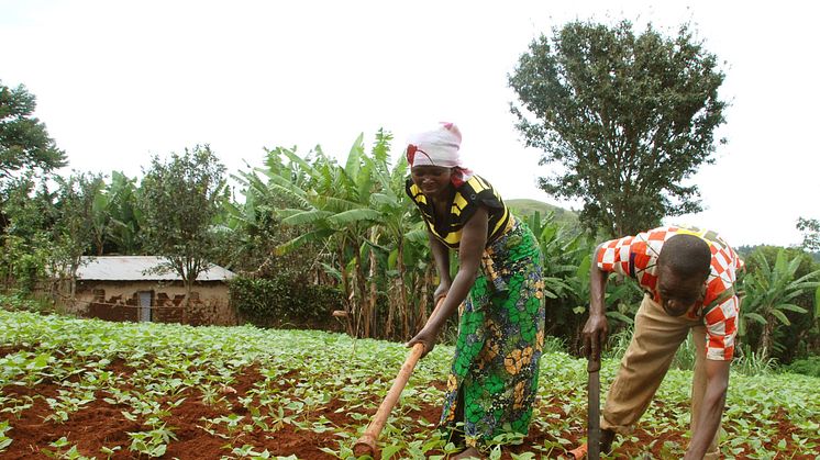 Getter och odling ger nytt hopp för familjer i DR Kongo
