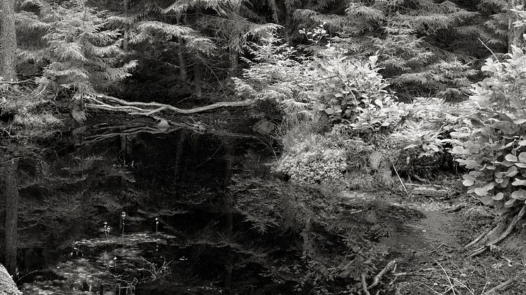 Forest, 2021, Gelatin Silver Print, 88x193,5 cm