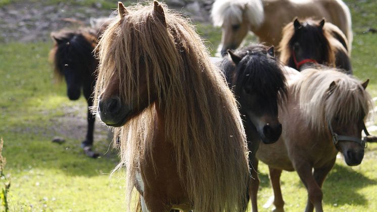 Shetlandsponnyn är en av de minsta hästraserna med en mankhöjd på upp till 107 cm. Fotograf: Linda Andersson