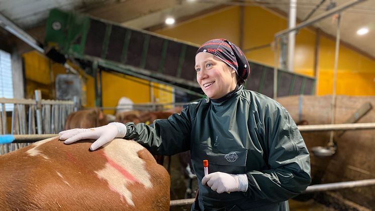 Ett övergripande tema för chefsveterinärernas arbete under det svenska ordförandeskapet är hållbar produktion av livsmedel av animaliskt ursprung. Foto: Distriktsveterinärerna.