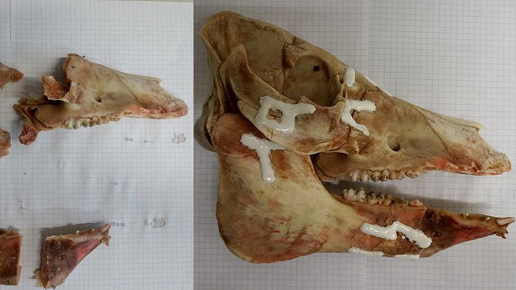 The new material and method were used to fixate a variety of mandible, zygomatic, maxilla, and nasal fractures that were induced in a pig skull. 
