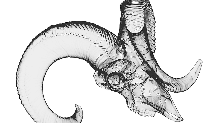 Formafantasma. Digital elaboration of 3D scanned sheep and mouflon bones, 2023 