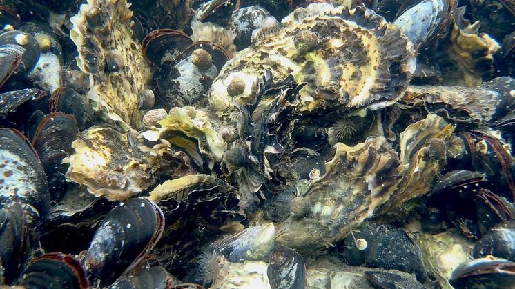 Nytt forskningsprojekt undersöker hotbilden mot musslor och ostron