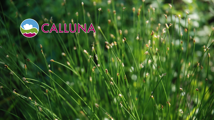 Calluna-Nytt samlar information till kunder, samarbetspartners och andra intresserade om vad som är på gång hos oss på Calluna och i branschen. Du får tips om aktuella tjänster och händelser, projektresultat, nya publikationer och spännande projekt.
